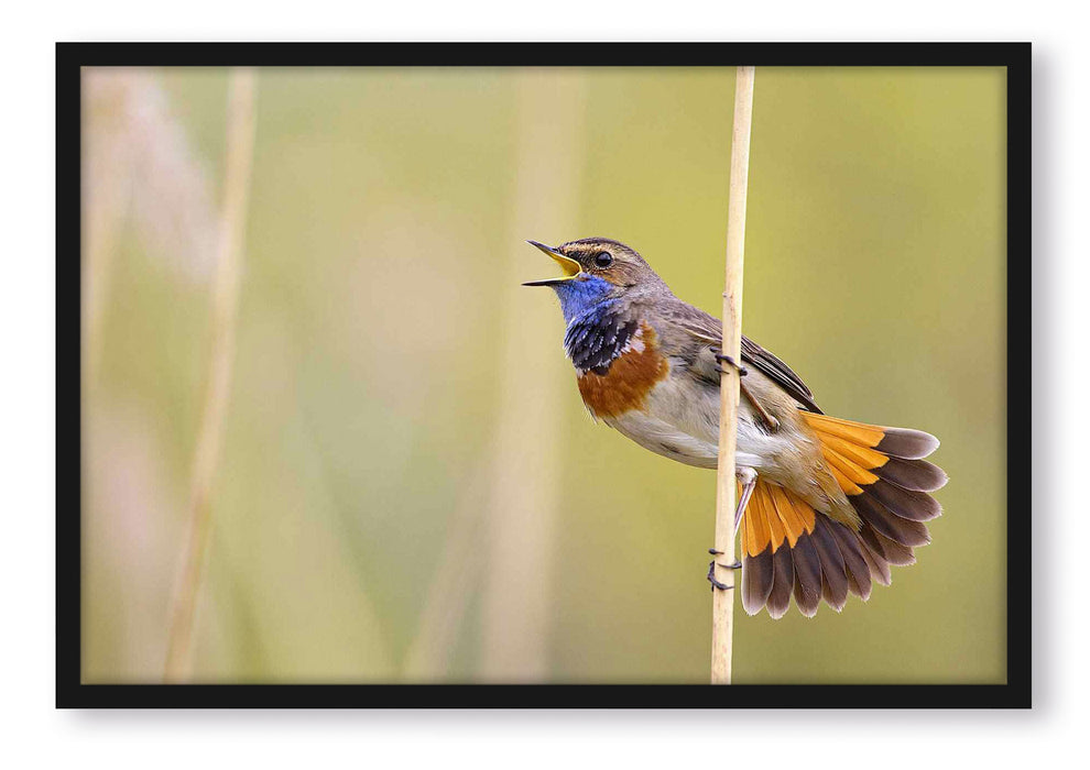 Pixxprint schönes kleines Blaukehlchen, Poster mit Bilderrahmen