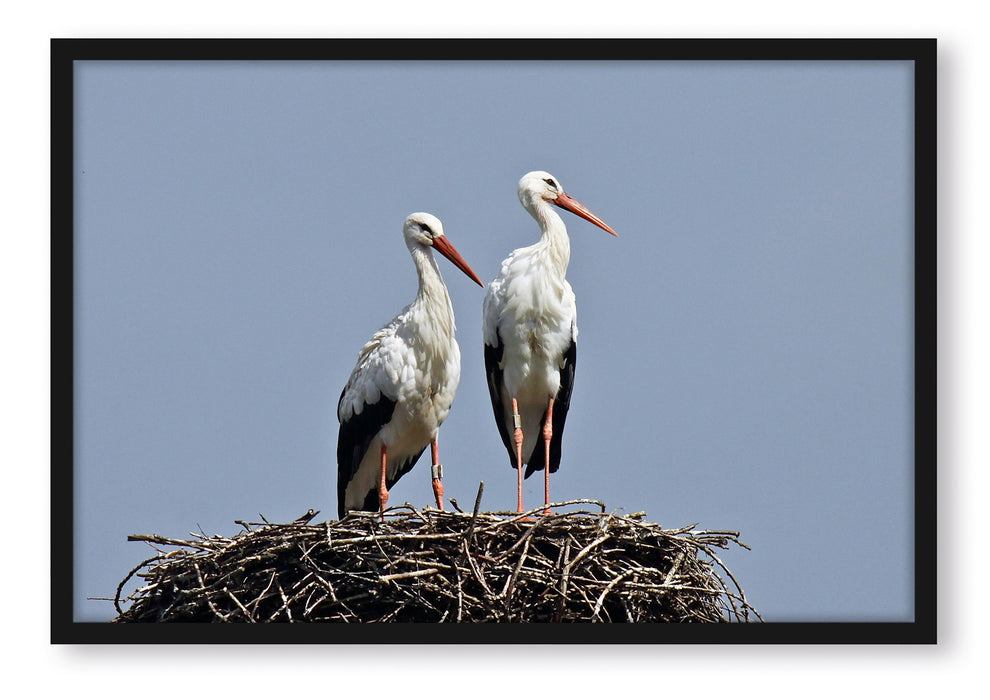 Pixxprint zwei stolze Störche im Nest, Poster mit Bilderrahmen