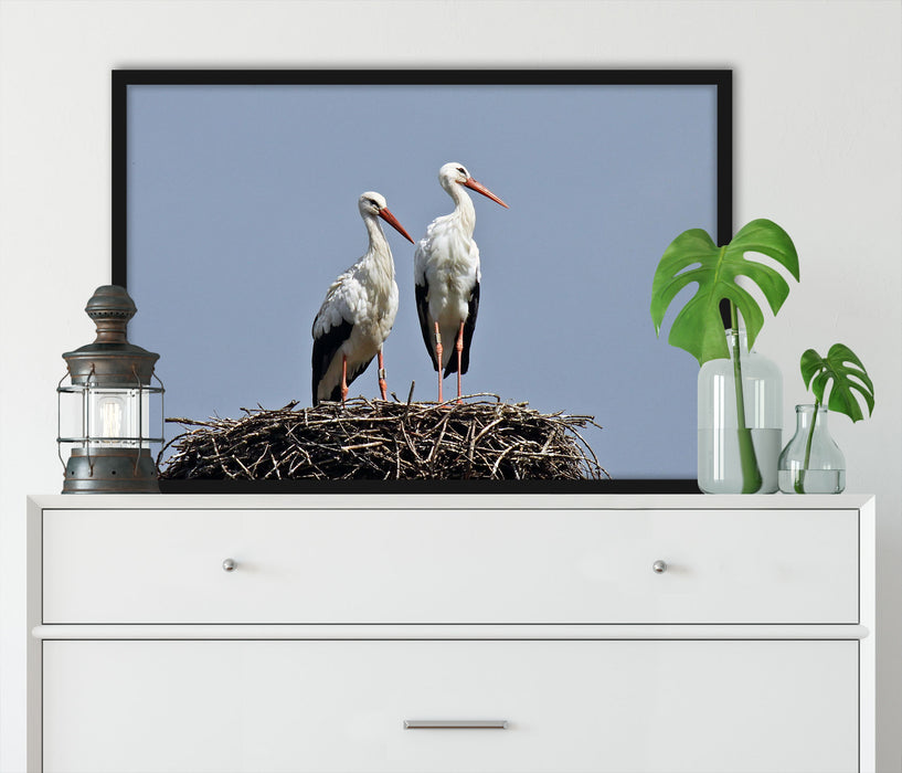 zwei stolze Störche im Nest, Poster mit Bilderrahmen