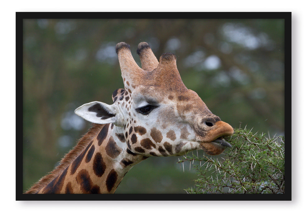 schöne Giraffe beim Fressen, Poster mit Bilderrahmen