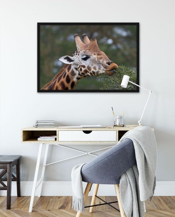 schöne Giraffe beim Fressen, Poster mit Bilderrahmen