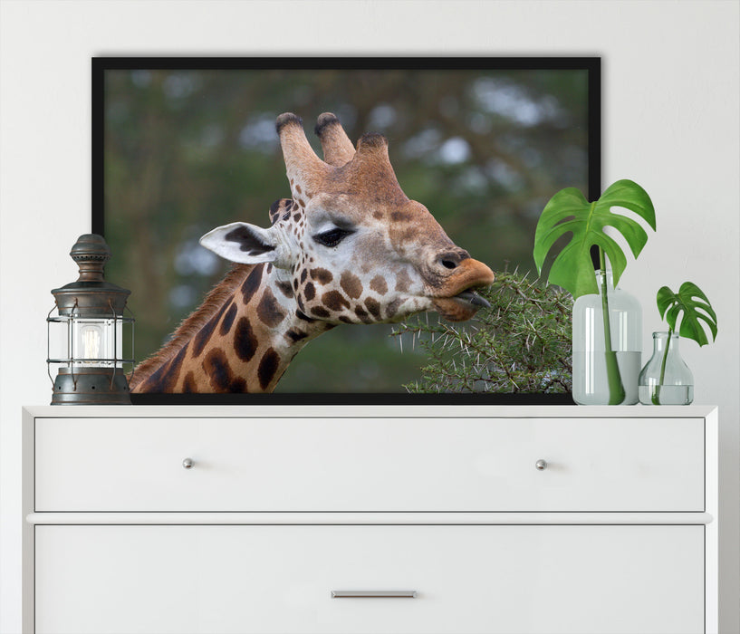 schöne Giraffe beim Fressen, Poster mit Bilderrahmen