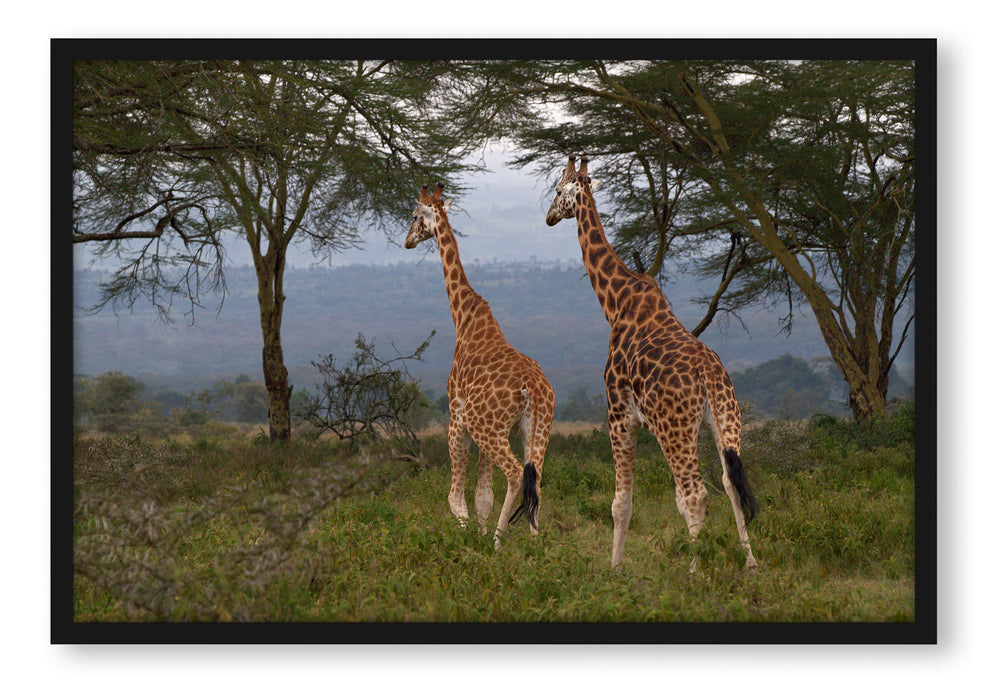 anmutige Giraffen in der Savanne, Poster mit Bilderrahmen