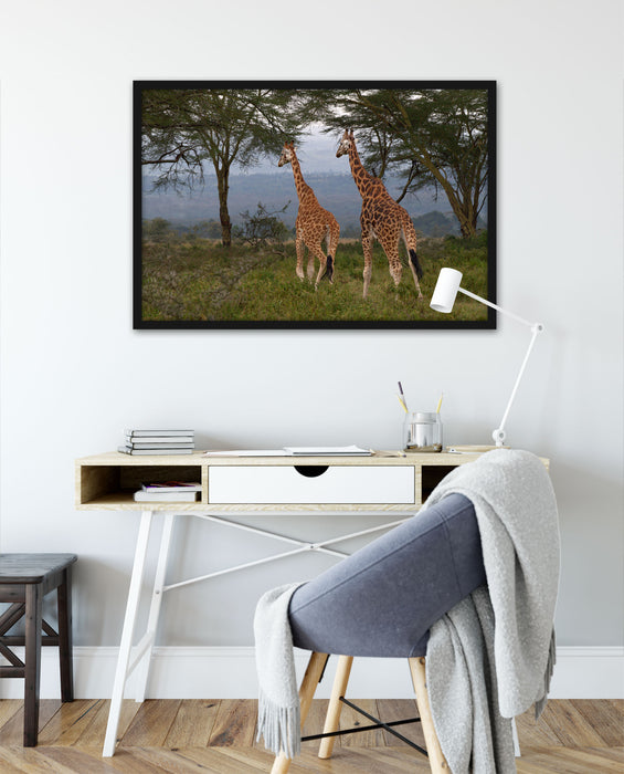 anmutige Giraffen in der Savanne, Poster mit Bilderrahmen