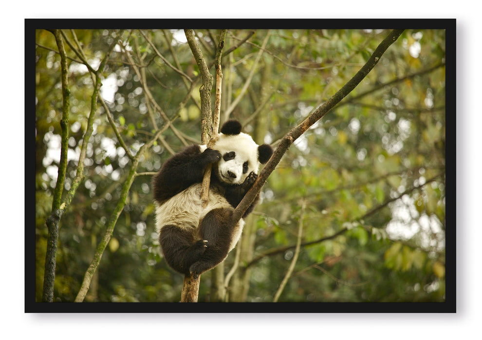Pixxprint niedlicher Pandabär auf Baum, Poster mit Bilderrahmen