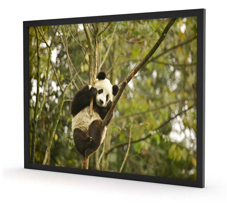 niedlicher Pandabär auf Baum, Poster mit Bilderrahmen