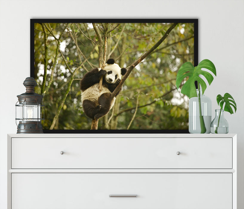 niedlicher Pandabär auf Baum, Poster mit Bilderrahmen