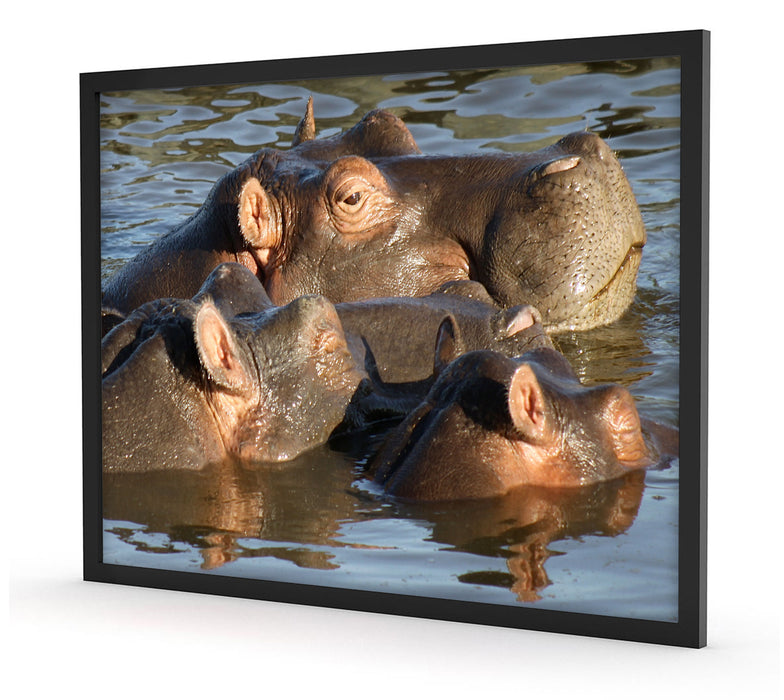 schwimmende Flusspferdfamilie, Poster mit Bilderrahmen