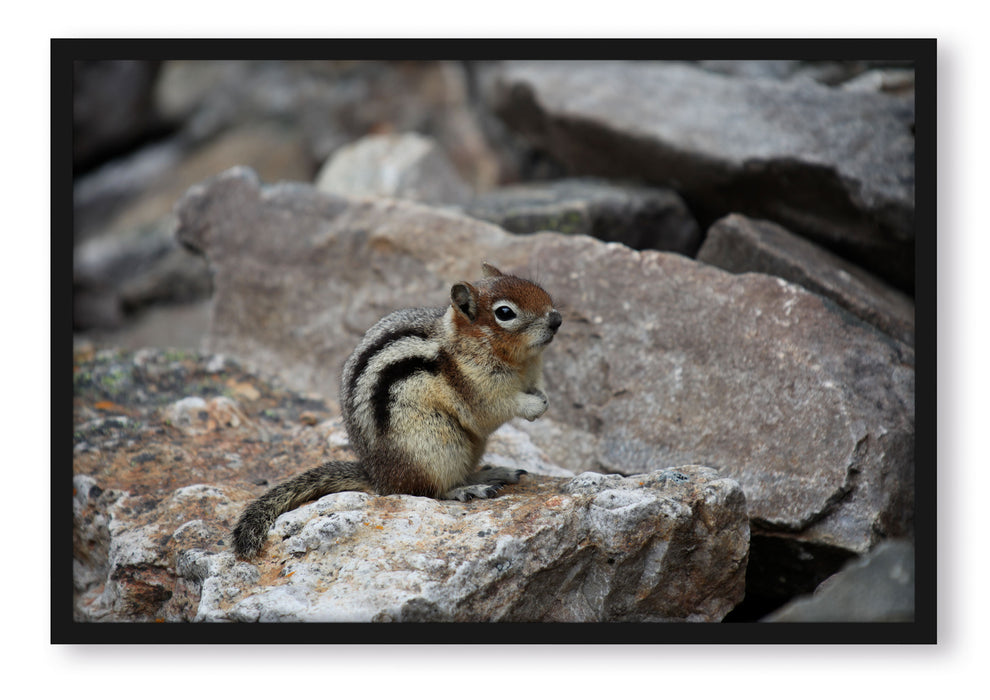 Pixxprint schüchternes Streifenhörnchen, Poster mit Bilderrahmen