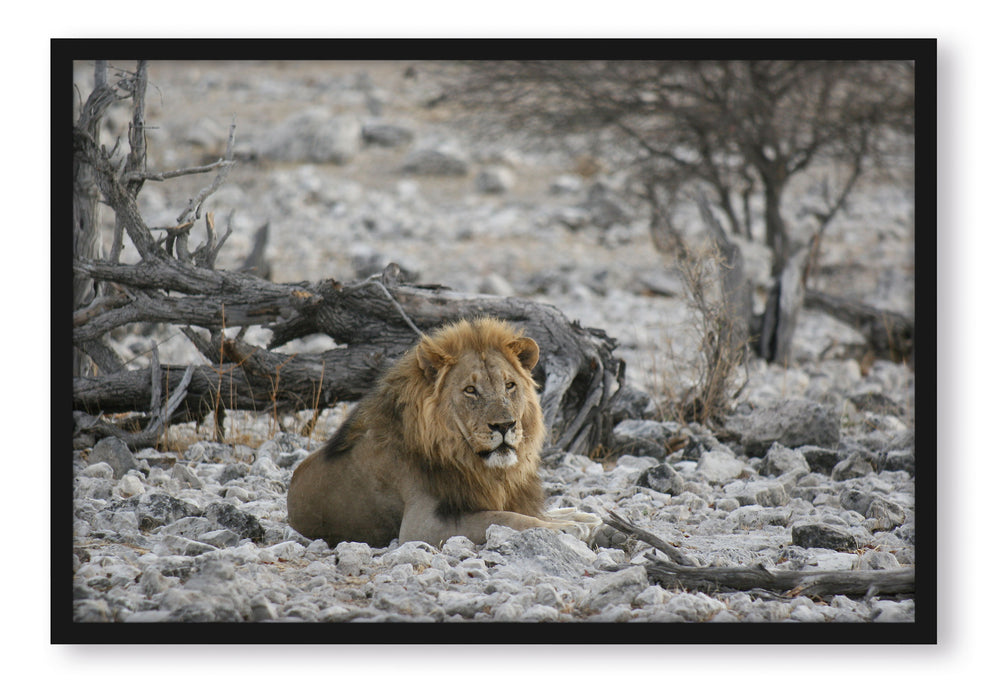 Pixxprint Löwe in Steinlandschaft, Poster mit Bilderrahmen