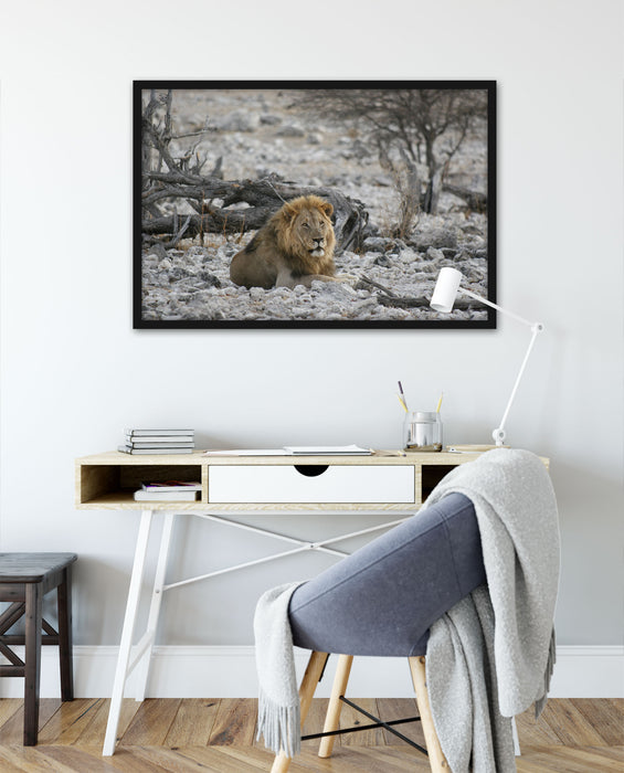 Löwe in Steinlandschaft, Poster mit Bilderrahmen