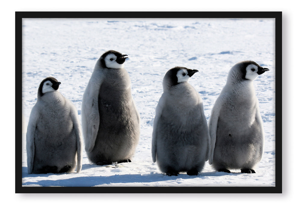 Kaiserpinguinküken, Poster mit Bilderrahmen