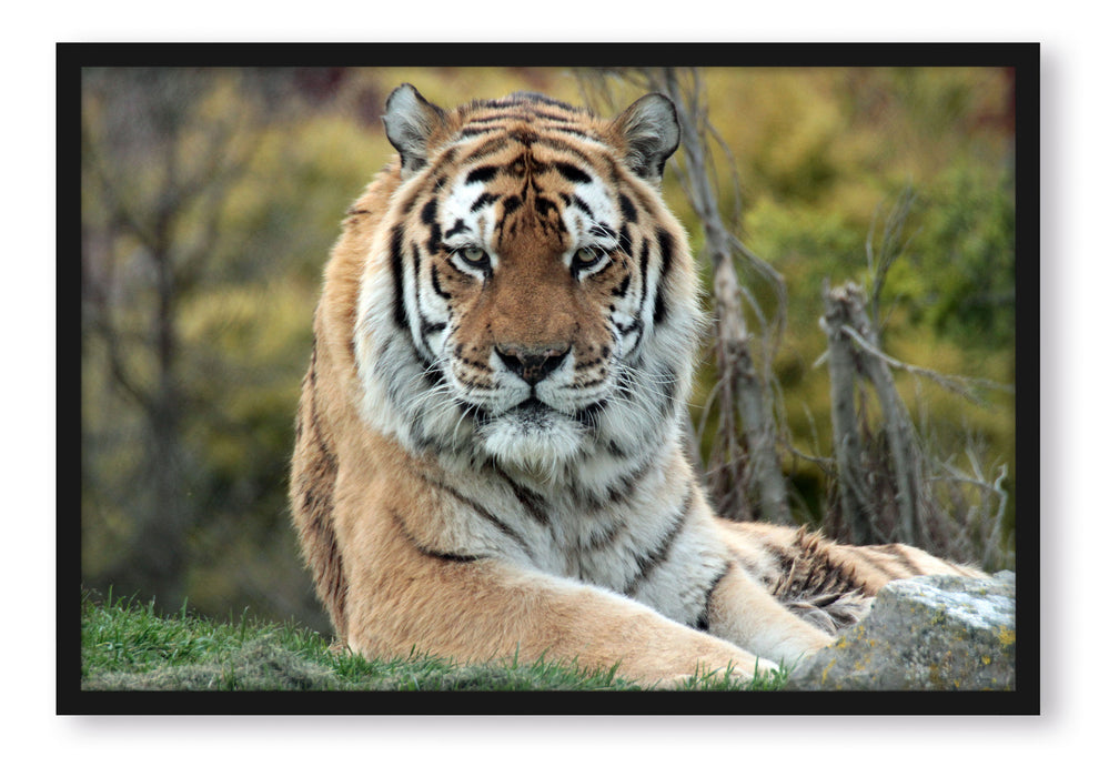 schöner Tiger auf Wiese, Poster mit Bilderrahmen