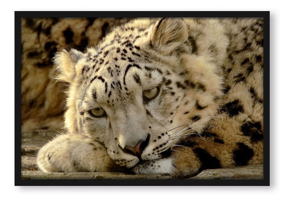 Pixxprint ruhender Schneeleopard, Poster mit Bilderrahmen