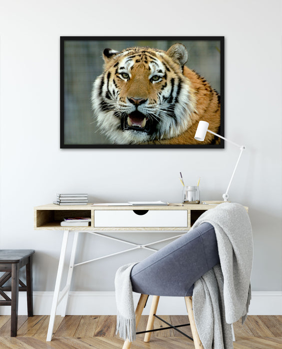 Tiger mit offenem Maul, Poster mit Bilderrahmen