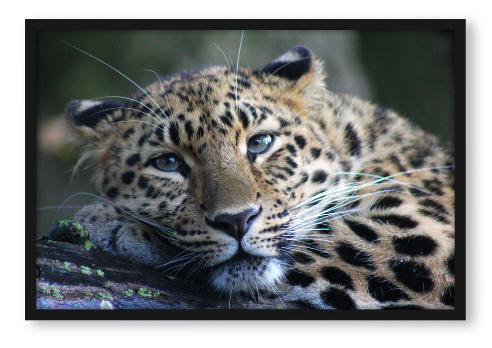 Pixxprint ruhender Leopard, Poster mit Bilderrahmen