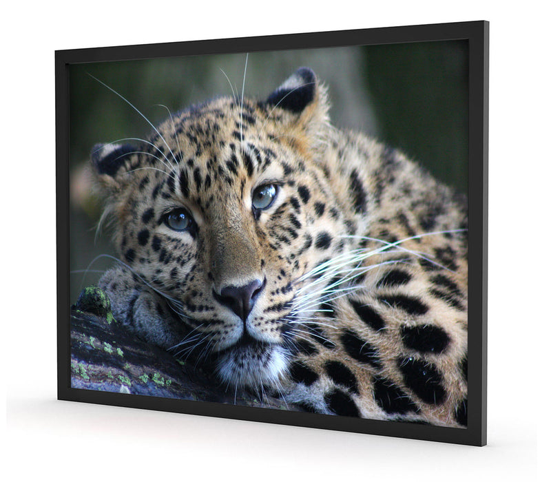 ruhender Leopard, Poster mit Bilderrahmen