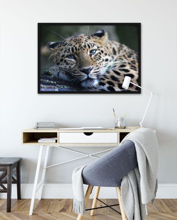 ruhender Leopard, Poster mit Bilderrahmen