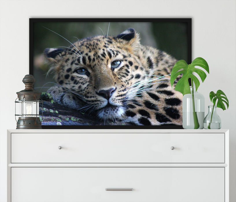 ruhender Leopard, Poster mit Bilderrahmen