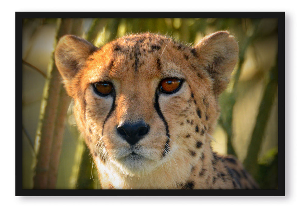 junger Gepard im Dschungel, Poster mit Bilderrahmen