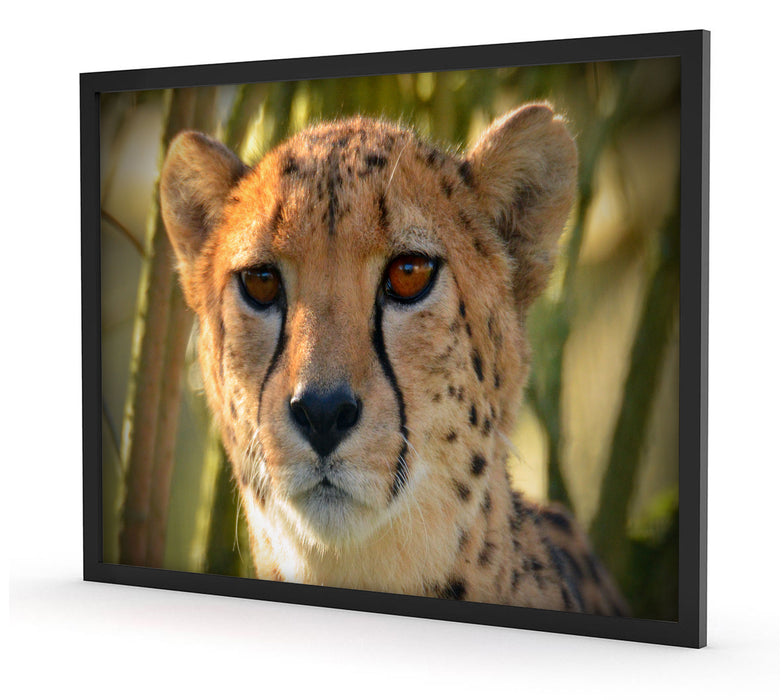 junger Gepard im Dschungel, Poster mit Bilderrahmen