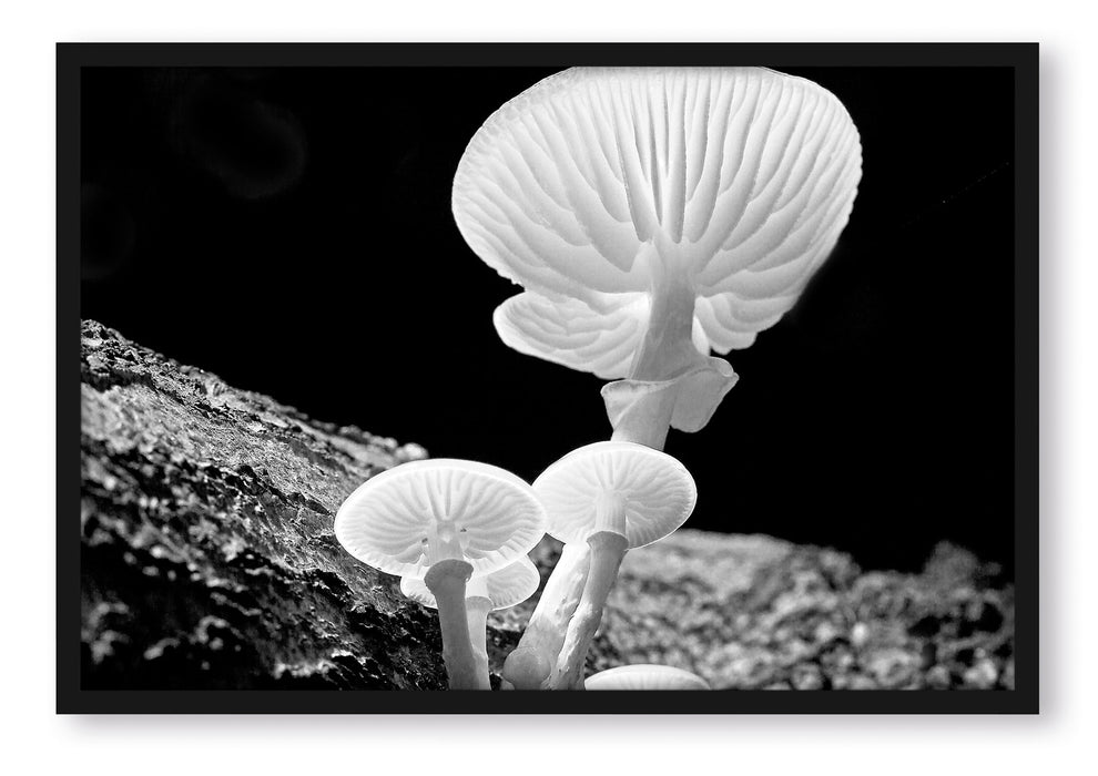 Pixxprint Dark weiße Pilze, Poster mit Bilderrahmen