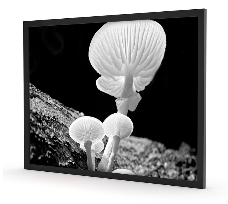 Dark weiße Pilze, Poster mit Bilderrahmen