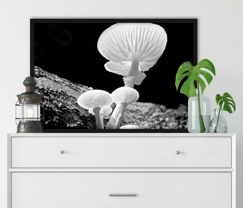 Dark weiße Pilze, Poster mit Bilderrahmen