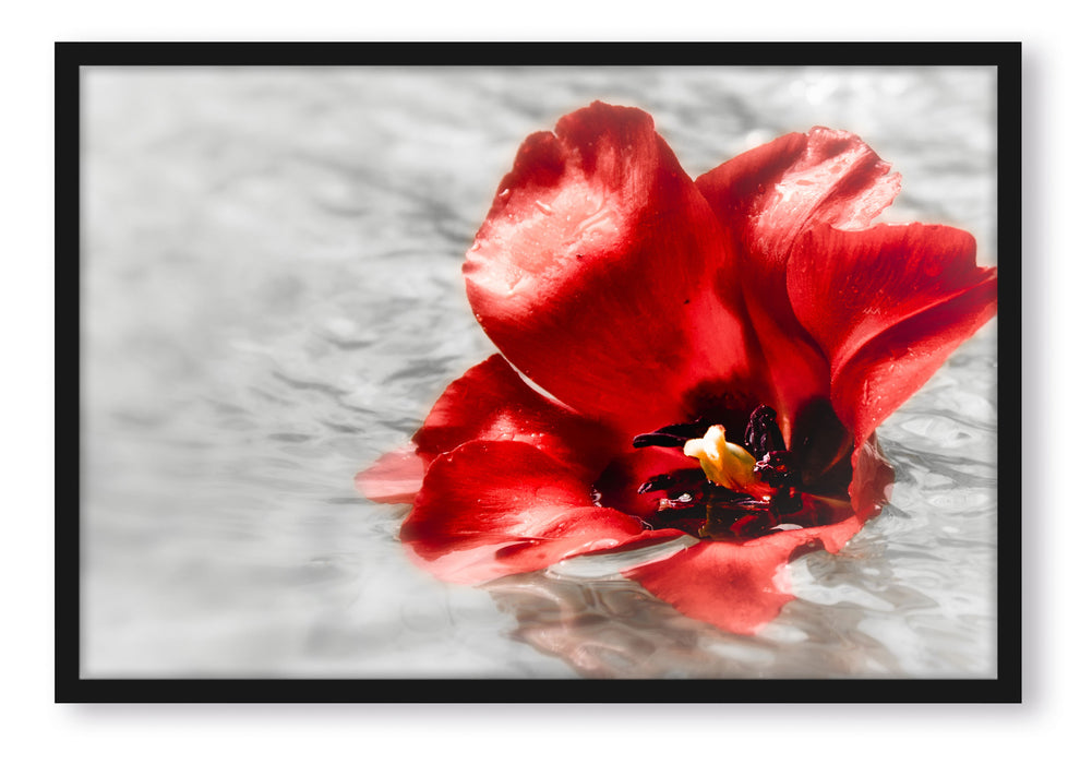 Pixxprint kleine Mohnblüte im Wasser, Poster mit Bilderrahmen