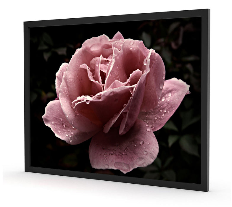 zarte rosafarbene Rosenblüte, Poster mit Bilderrahmen
