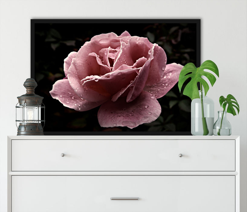 zarte rosafarbene Rosenblüte, Poster mit Bilderrahmen