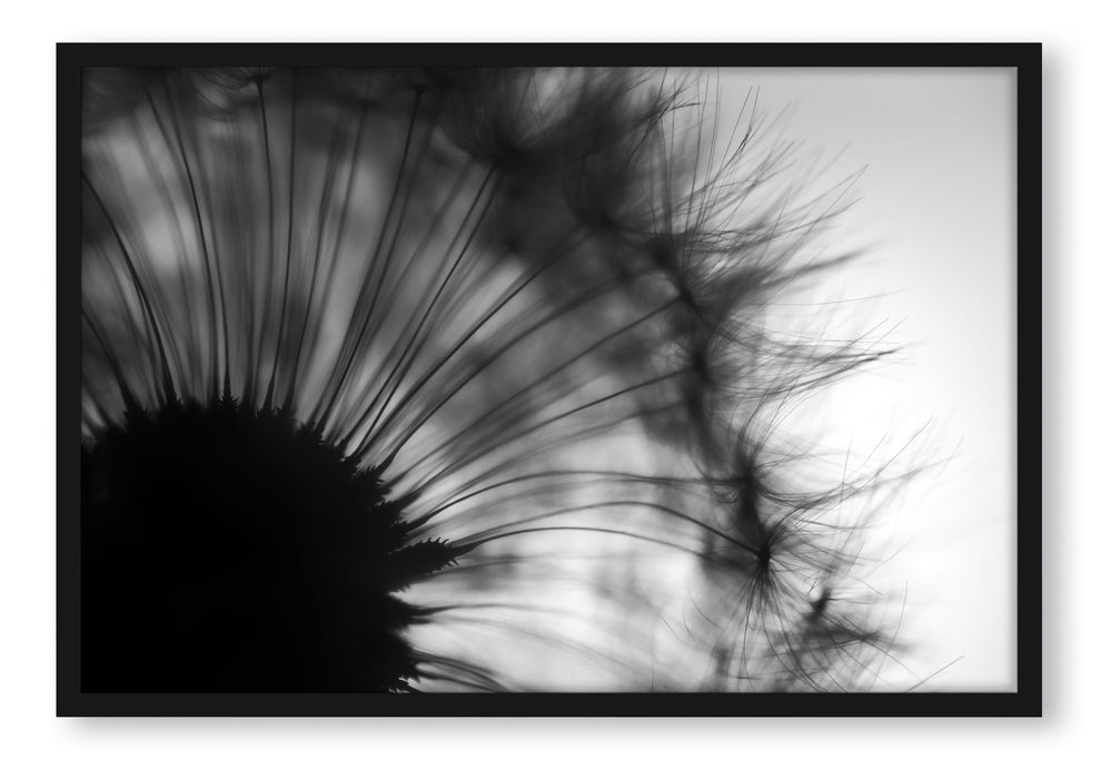Pixxprint Pusteblume vor Hintergrund, Poster mit Bilderrahmen