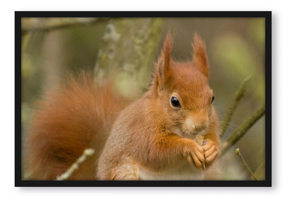 Pixxprint Kleines Eichhörnchen, Poster mit Bilderrahmen