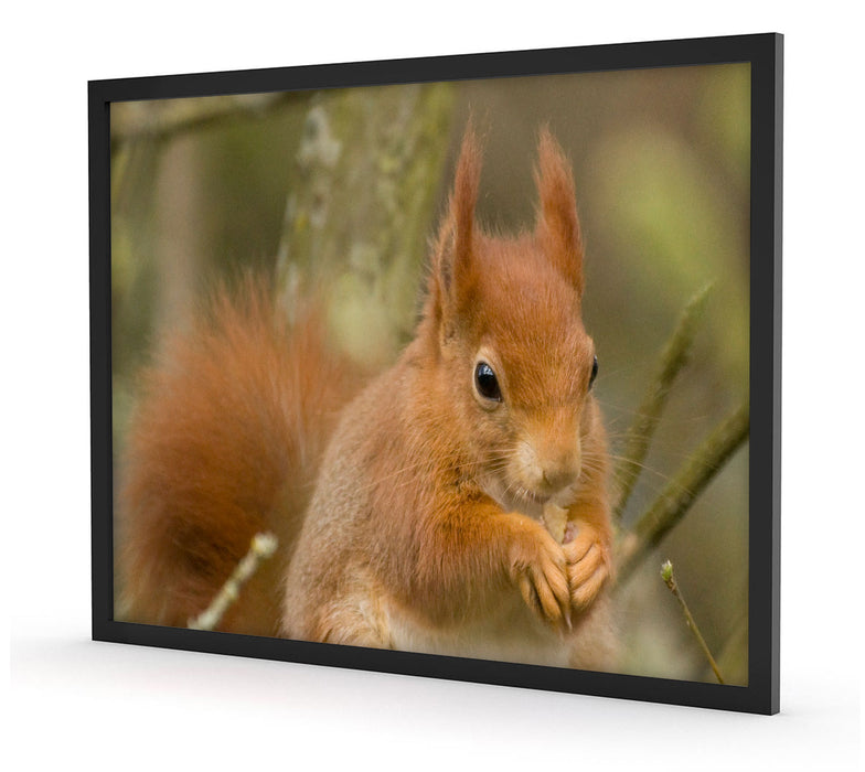 Kleines Eichhörnchen, Poster mit Bilderrahmen