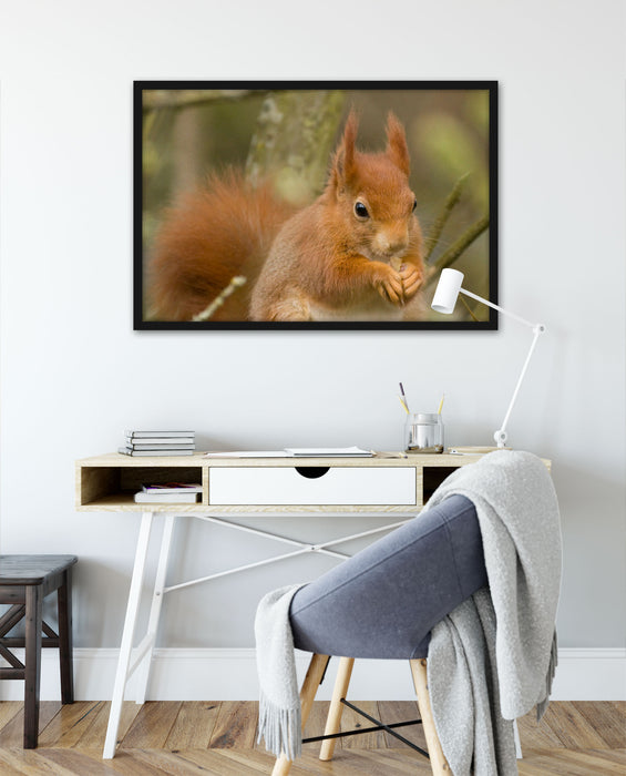 Kleines Eichhörnchen, Poster mit Bilderrahmen