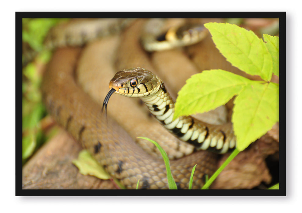 Pixxprint beeindruckende Schlange, Poster mit Bilderrahmen