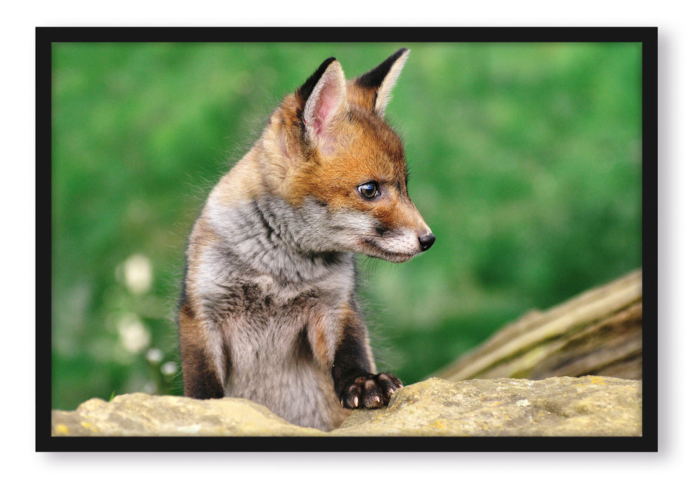 Pixxprint junger Fuchs, Poster mit Bilderrahmen