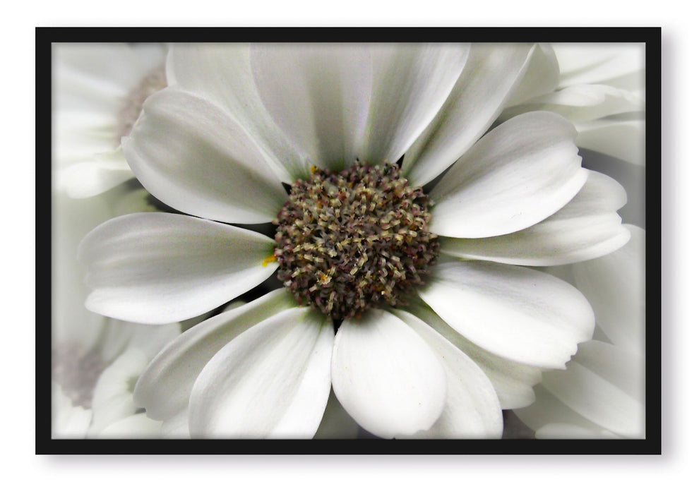 kleine weiße zarte Blüte, Poster mit Bilderrahmen