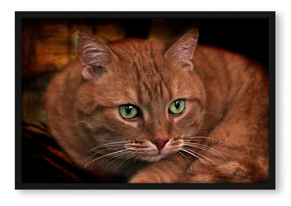 Pixxprint schöne Hauskatze, Poster mit Bilderrahmen