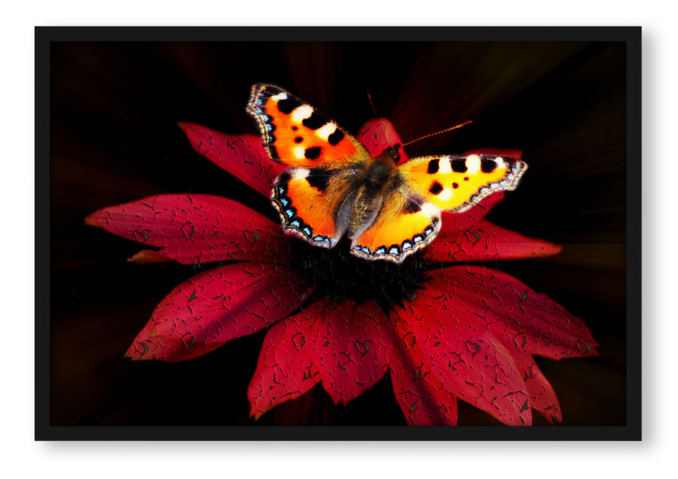 Pixxprint Schmetterling auf roter Blüte, Poster mit Bilderrahmen