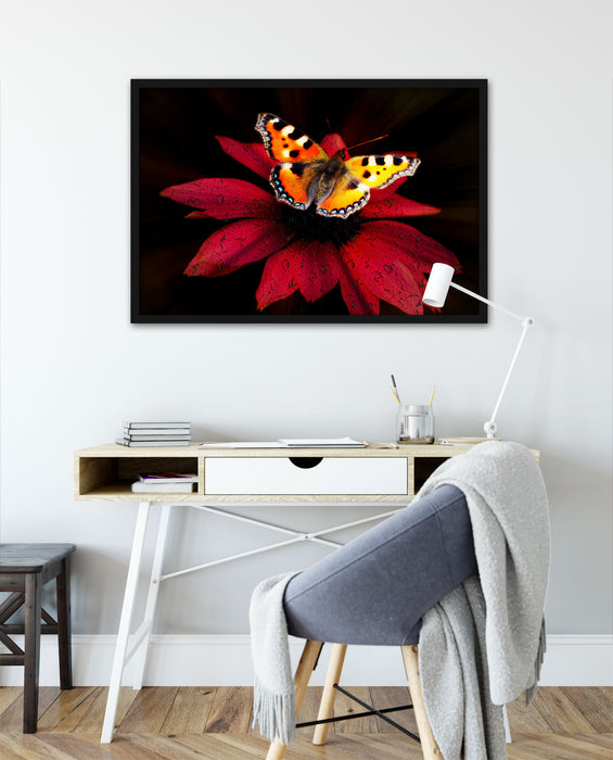 Schmetterling auf roter Blüte, Poster mit Bilderrahmen