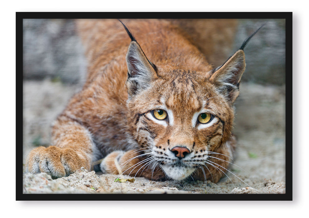 Pixxprint wachsamer Luchs, Poster mit Bilderrahmen