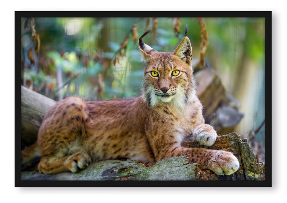Pixxprint aufmerksamer Luchs, Poster mit Bilderrahmen