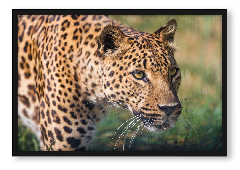 schleichender Leopard, Poster mit Bilderrahmen