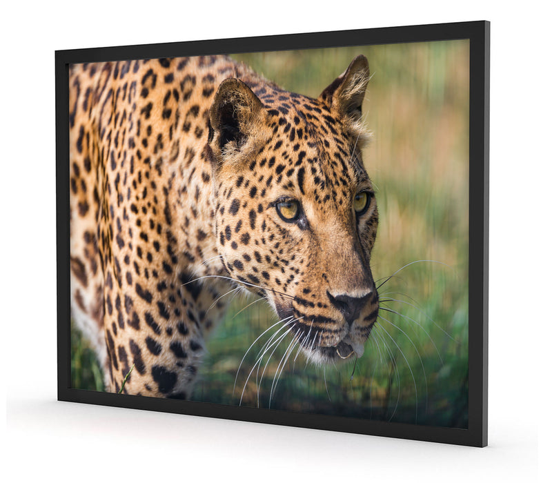 schleichender Leopard, Poster mit Bilderrahmen