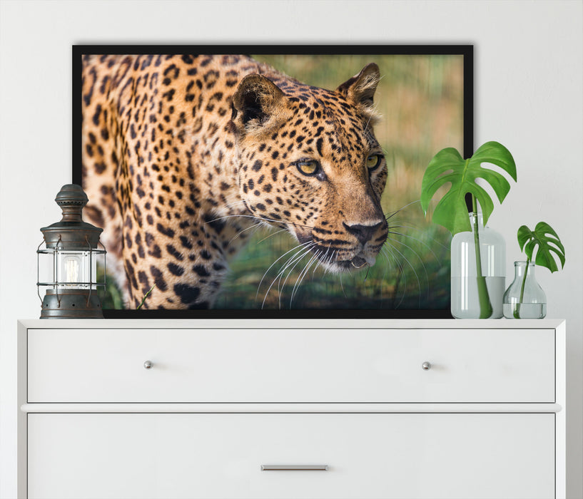 schleichender Leopard, Poster mit Bilderrahmen