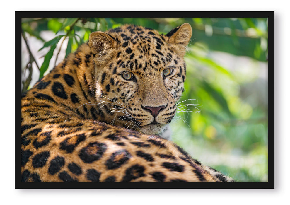 aufmerksamer Leopard im Schatten, Poster mit Bilderrahmen