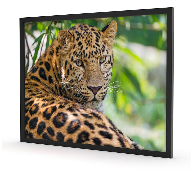 aufmerksamer Leopard im Schatten, Poster mit Bilderrahmen