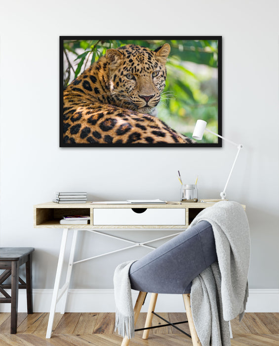 aufmerksamer Leopard im Schatten, Poster mit Bilderrahmen