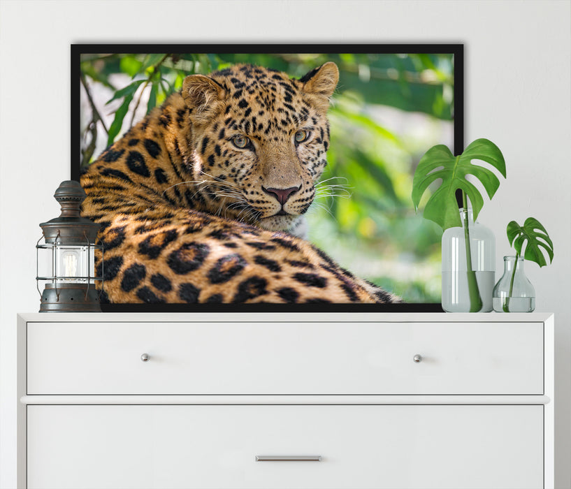 aufmerksamer Leopard im Schatten, Poster mit Bilderrahmen